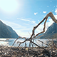 Broken Branch Sea - VideoHive Item for Sale