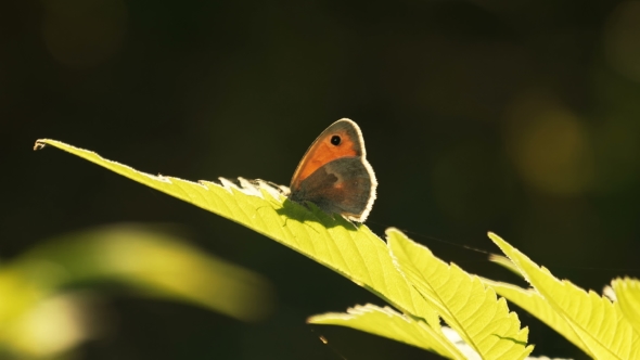 Butterfly on Graan Plants In Sunny Spring Day