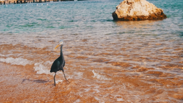 The Reef Heron Hunts for Fish on the Beach of the Red Sea in Egypt