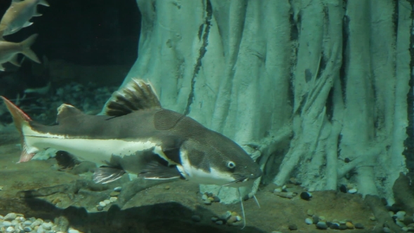 The Redtail Catfish, Phractocephalus Hemioliopterus, Is a Pimelodid Long-whiskered Catfish