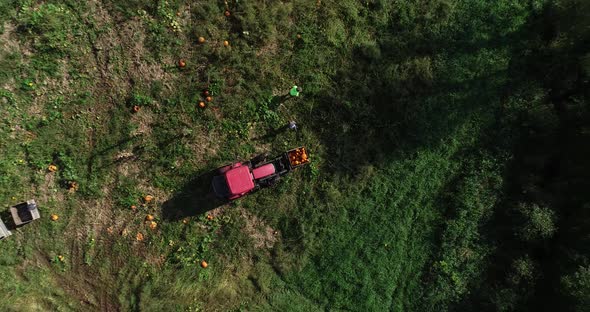 Overhead ascending view of farmers collecting pumpkins in a field and putting them into a bin on the