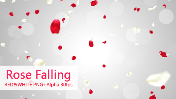 Rose Falling