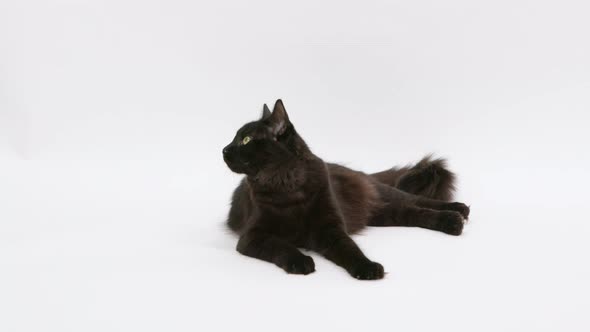 Black kitten laying on a white backdrop looks around curiously