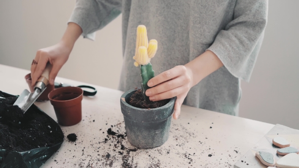 Repotting and Taking Care of Cactus Series