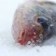 Live Fish Caught Lying on the Ice. Move the Gills and Mouth. - VideoHive Item for Sale