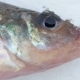 Live Fish Caught Lying on the Ice. Move the Gills and Mouth. - VideoHive Item for Sale