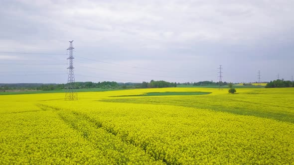 Aerial flyover blooming rapeseed (Brassica Napus) field, flying over lush yellow canola flowers, idy