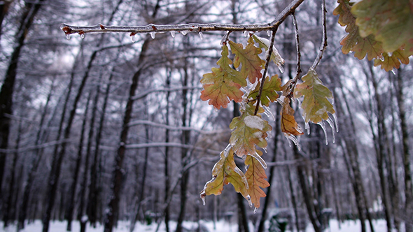 Winter Forest