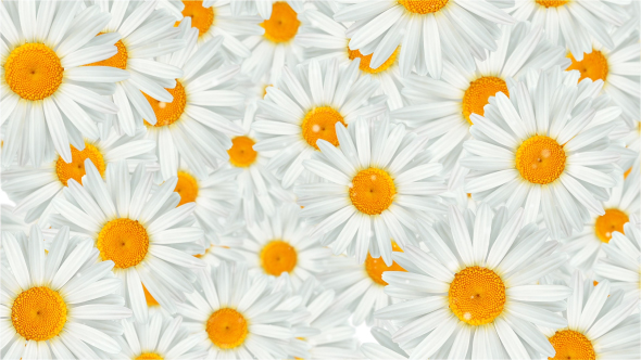 Flowers White Chamomile
