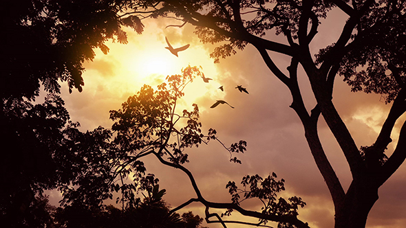 Sunset Jungle With Birds Flying Past