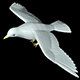 dove bird model - 3DOcean Item for Sale