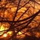 The Bare Branches at Sunset - VideoHive Item for Sale