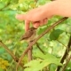 Human Hand Caressing Young Whitethroat Fledgling - VideoHive Item for Sale