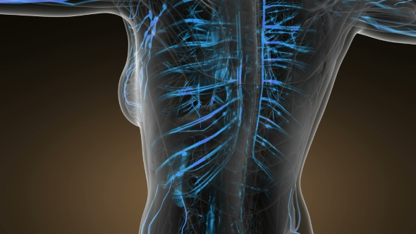 Human Body with Glow Blood Vessels alt