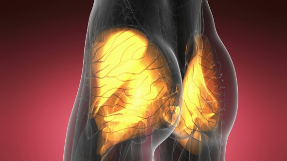 Human Muscle Anatomy alt