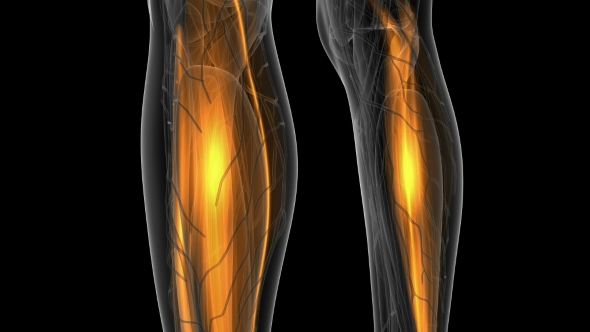 Human Muscle Anatomy alt