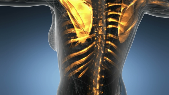 Human Body with Visible Skeletal Bones alt