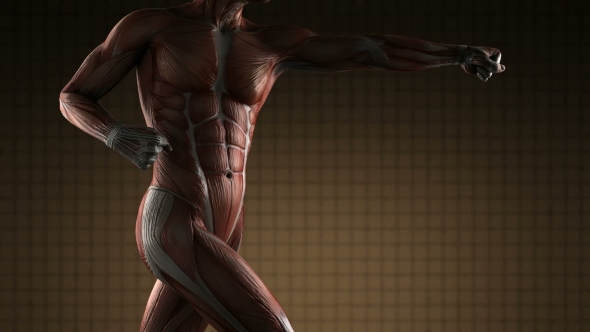 Human Muscle Anatomy alt