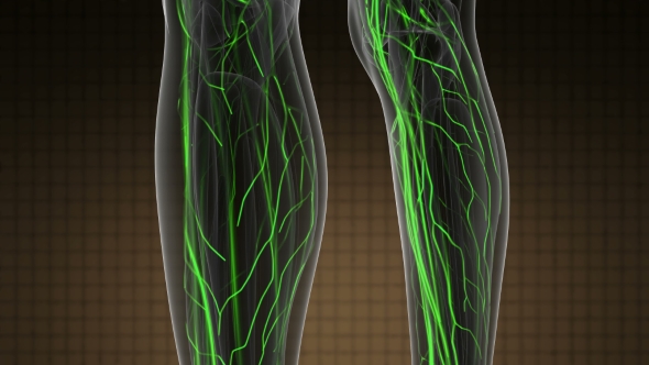 Human Body with Glow Blood Vessels