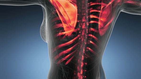 Human Body with Visible Skeletal Bones alt