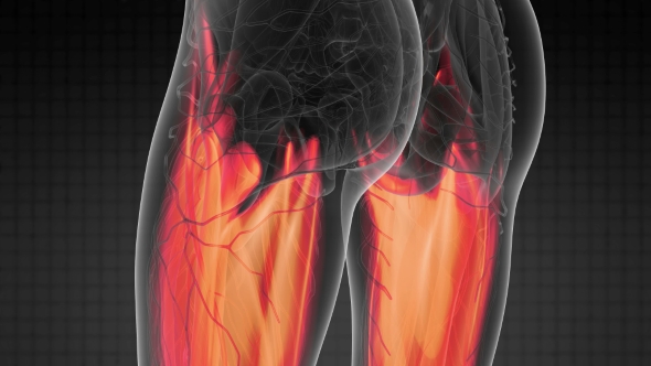 Human Muscle Anatomy alt