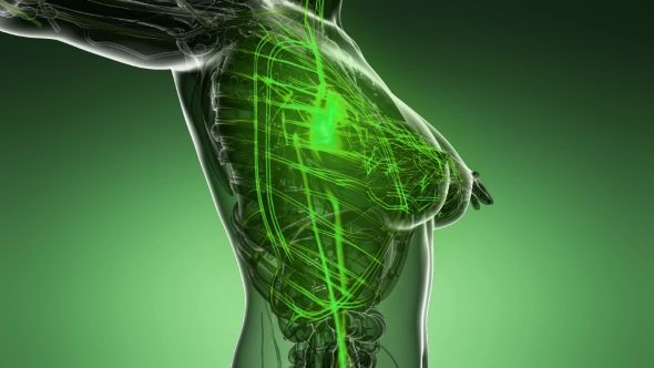 Human Body with Glow Blood Vessels alt