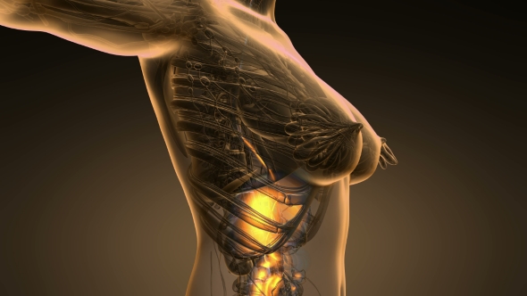 Human Body with Visible Digestive System alt