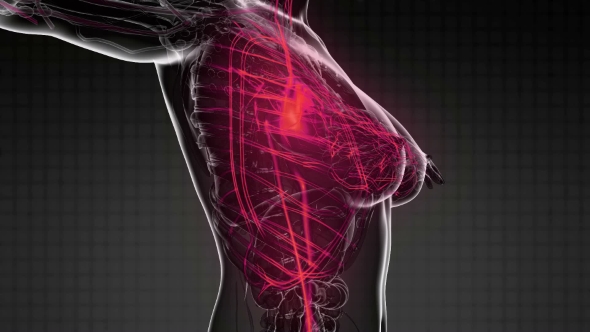 Human Body with Glow Blood Vessels alt