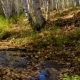 The Creek Flows Through a Sunny Autumn Birch Forest - VideoHive Item for Sale