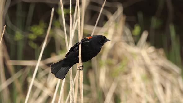 A Red Winged Blackbird rests on a stick, then flies away. Closeup.