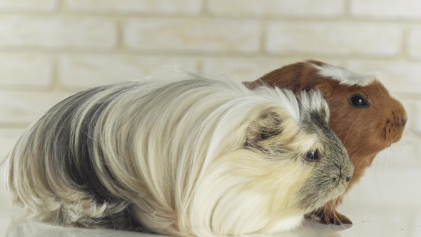 Guinea Pigs Breed Golden American Crested and Coronet Cavy