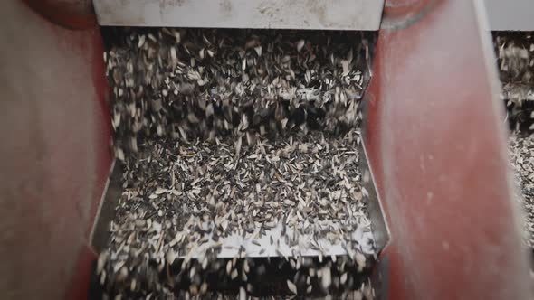 The Machine Separates the Husk From the Sunflower Kernels