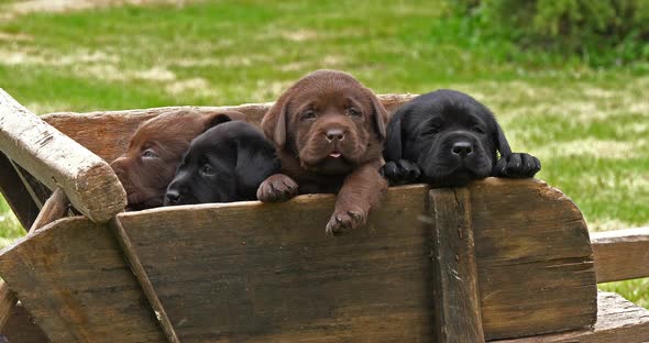 Labrador Retriever, Brown and Black Puppies in a Wheelbarrow, Yawning, Normandy in France