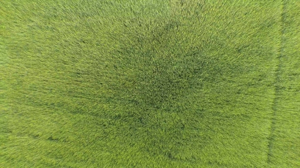 Aerial: Rising Out of Field Windy Day Waves in Wheat