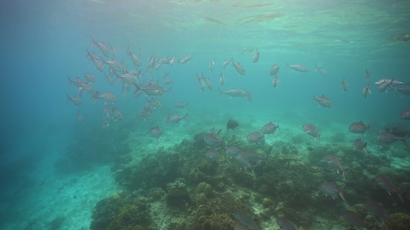 Coral Reef and Tropical fish.Philippines