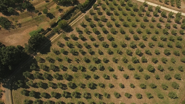 Zoom Out Shot of Olive Trees Growing in Tuscany