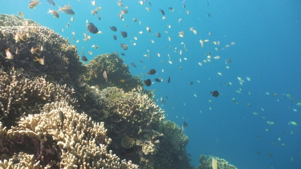 Coral Reef and Tropical Fish in Philippines