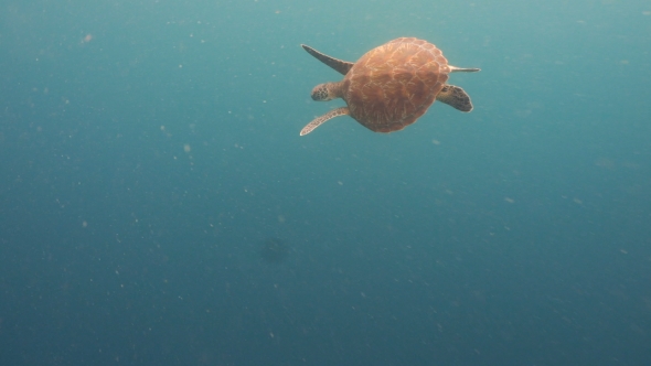 Sea Turtle Under Water.