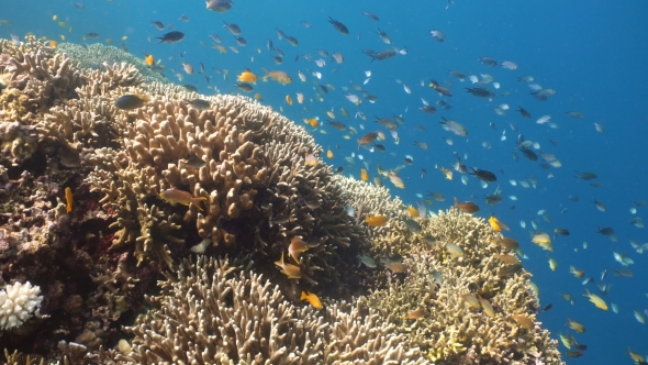 Coral Reef and Tropical Fish in Philippines