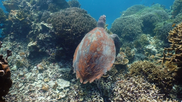 Sea Turtle Under Water.