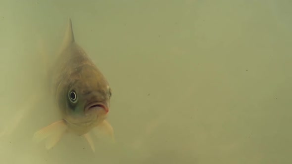 Fish Swims in the Lake, Opens the Mouth