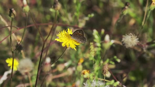 Wild Butterfly Sits on Yellow Dandelion Collecting Pollen