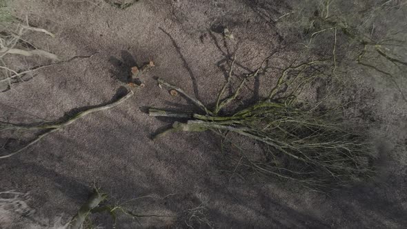 Ancient Woodland Clearing, Felled Trees, Aerial, Bird's-Eye-View, Overhead, Deciduous Forest, Winter