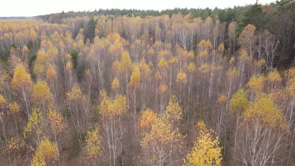 Trees in the Autumn Forest in the Afternoon