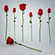 Rose Flower Collection - 3DOcean Item for Sale