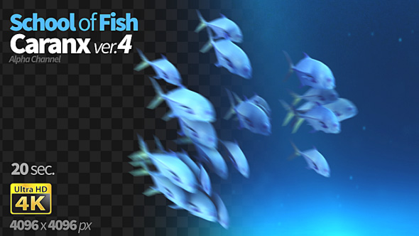 School of Fish Caranx-4 alt