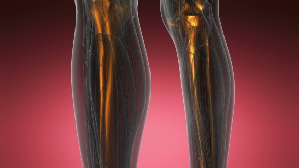 Human Body with Visible Skeletal Bones alt