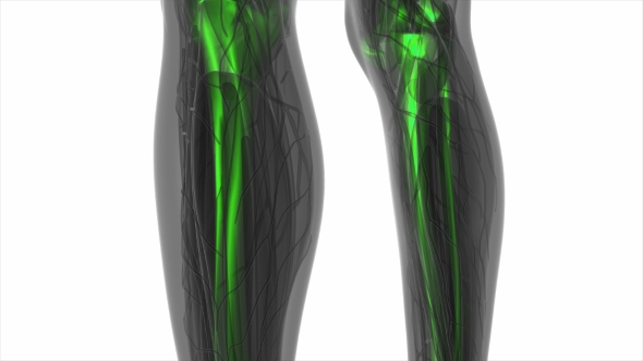 Human Body with Visible Skeletal Bones alt