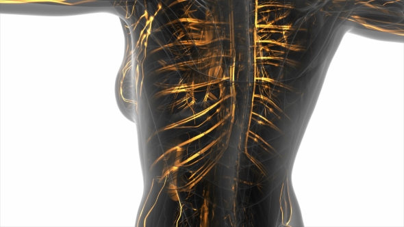 Human Body with Glow Blood Vessels alt