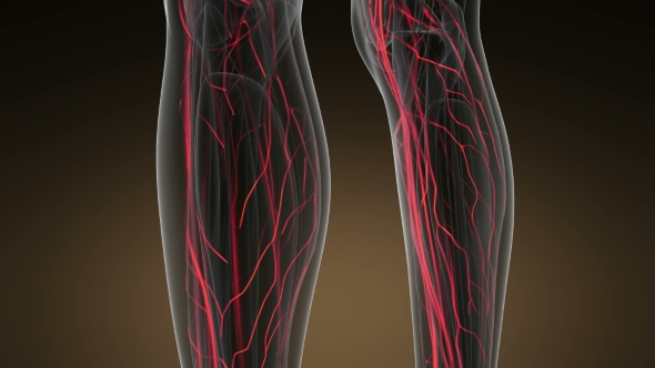 Human Body with Glow Blood Vessels alt